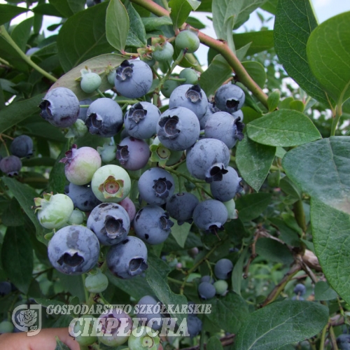 Bluejay - borówka amerykańska - Bluejay - Vaccinium corymbosum