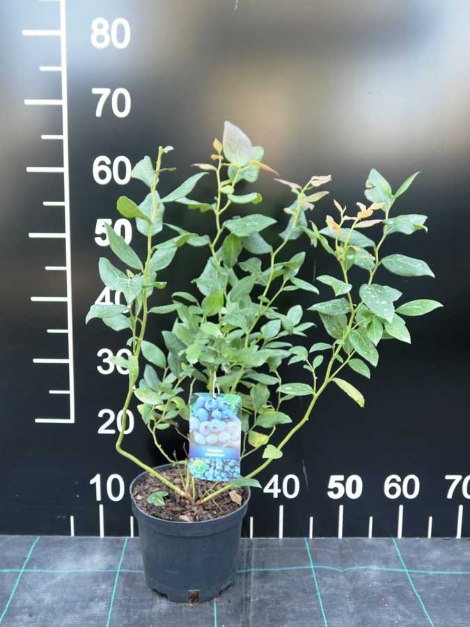 Draper - borówka amerykańska - Draper - Vaccinium corymbosum